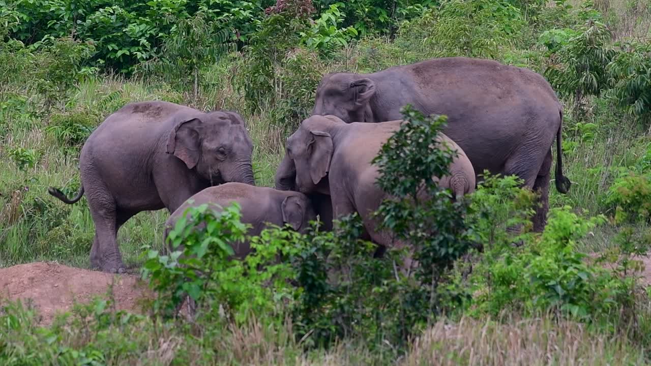 아시아 코끼리는 멸종 위기 종이며 태국 거주자이기도합니다.