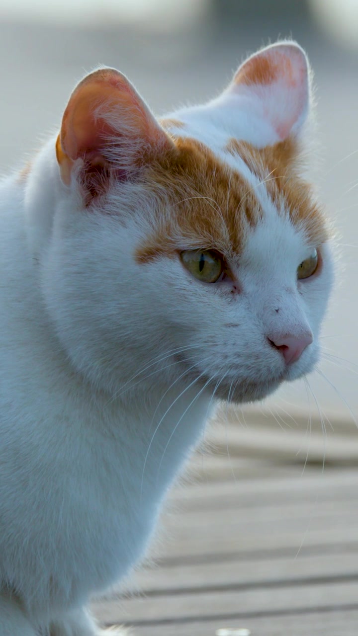 Un gatto bianco e rossiccio concentrato siede attentamente su una terrazza in legno alla luce del giorno.