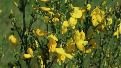 closeup of of a broom bush in flower