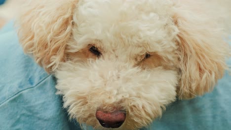 miniature poodle relaxes with eyes half-closed while nestled on owner's lap