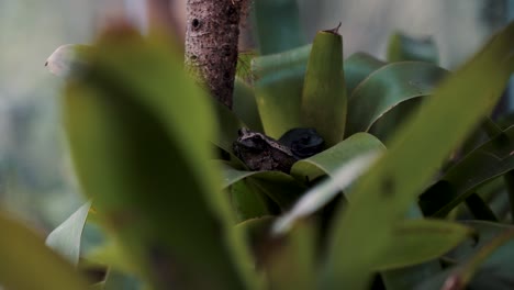 frogs hiding in between plants - selective focus