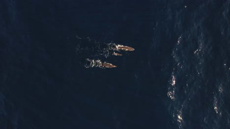 una familia de tres ballenas nadan juntas en la superficie
