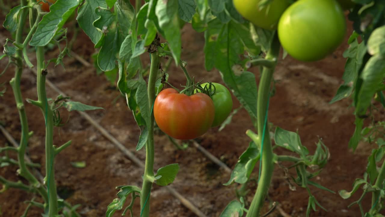 Camera Footage of Green and Red Tomatoes Grown in a Greenhouse