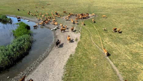 aerial view of a big herd of cows drinking water from the pond