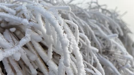 thick hoar frost on tussock grass