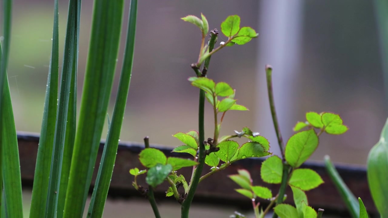 Fiori freschi primaverili sotto la pioggia al rallentatore