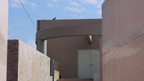 bird remains stationary on building throughout video.