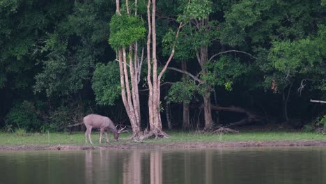 Visto-Acicalándose,-Moviendo-La-Cabeza-Hacia-Abajo-Frotando-Sus-Cuernos-En-El-Lago-Y-Luego-Se-Aleja-Hacia-La-Derecha