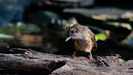 The-Abbot’s-Babbler-is-found-in-the-Himalayas-to-South-Asia-and-the-Southeast-Asia