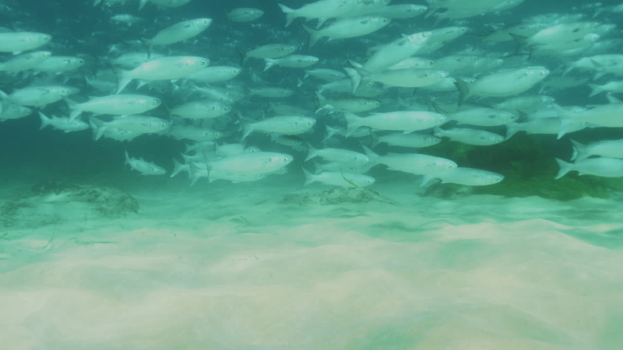 Slow motion of a school of fish swimming gracefully in the clear Pacific Ocean waters near Sydney, Australia