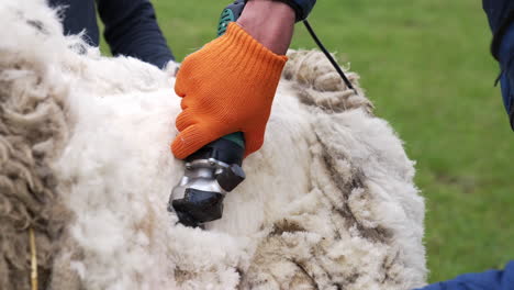 cutting process of sheep wool. farm worker shearing sheep with professional electric hair clipper. close-up.