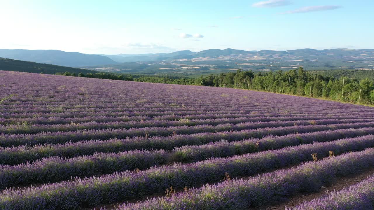 campo de lavanda en provenza durante la floración