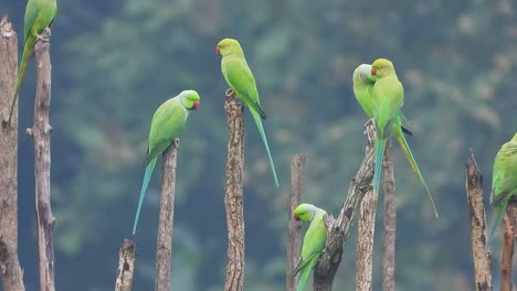 Loros-En-Tierra-Y-Escalofriante