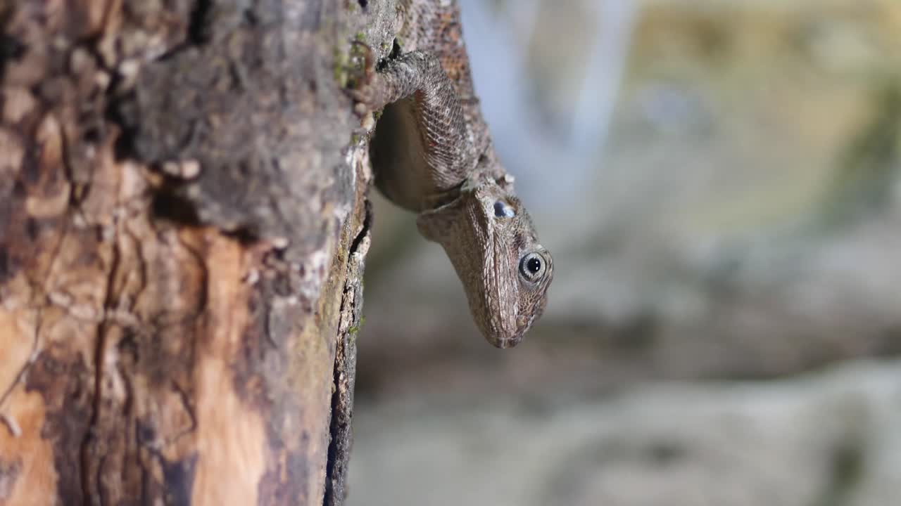 Anole on Tree Bark