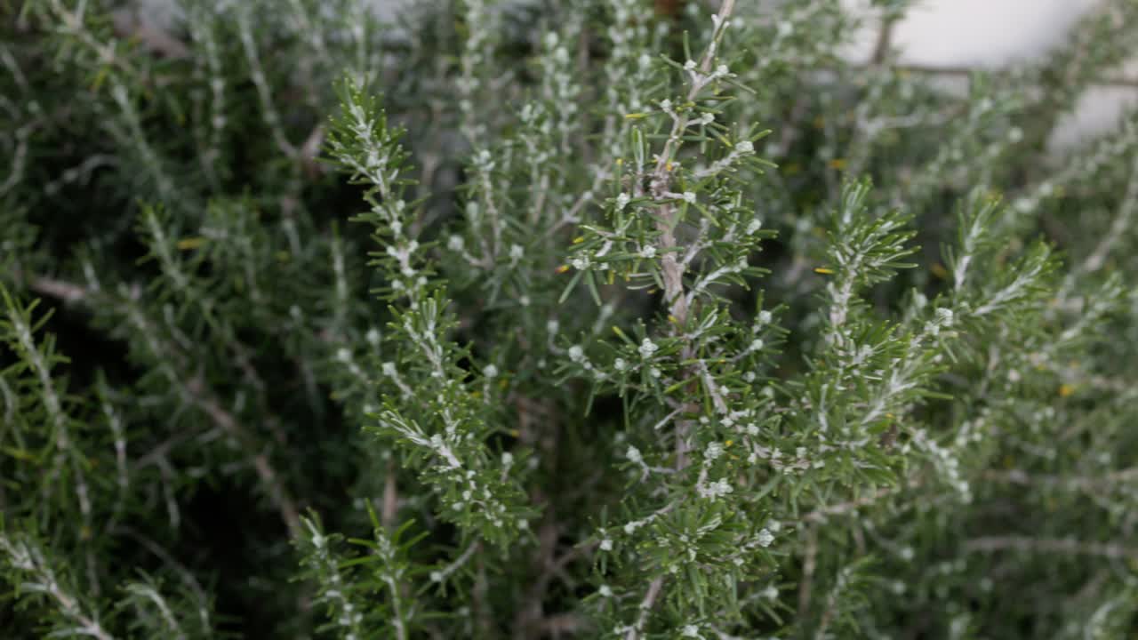 Close-up right-to-left slide over fresh rosemary in a backyard garden, perfect for cooking and sustainability concepts