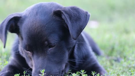 black puppy lying in grass