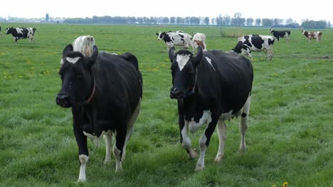 British-Friesian-Cow-With-Red-And-White-Holstein-Running-And-Grazing-In-The-Field