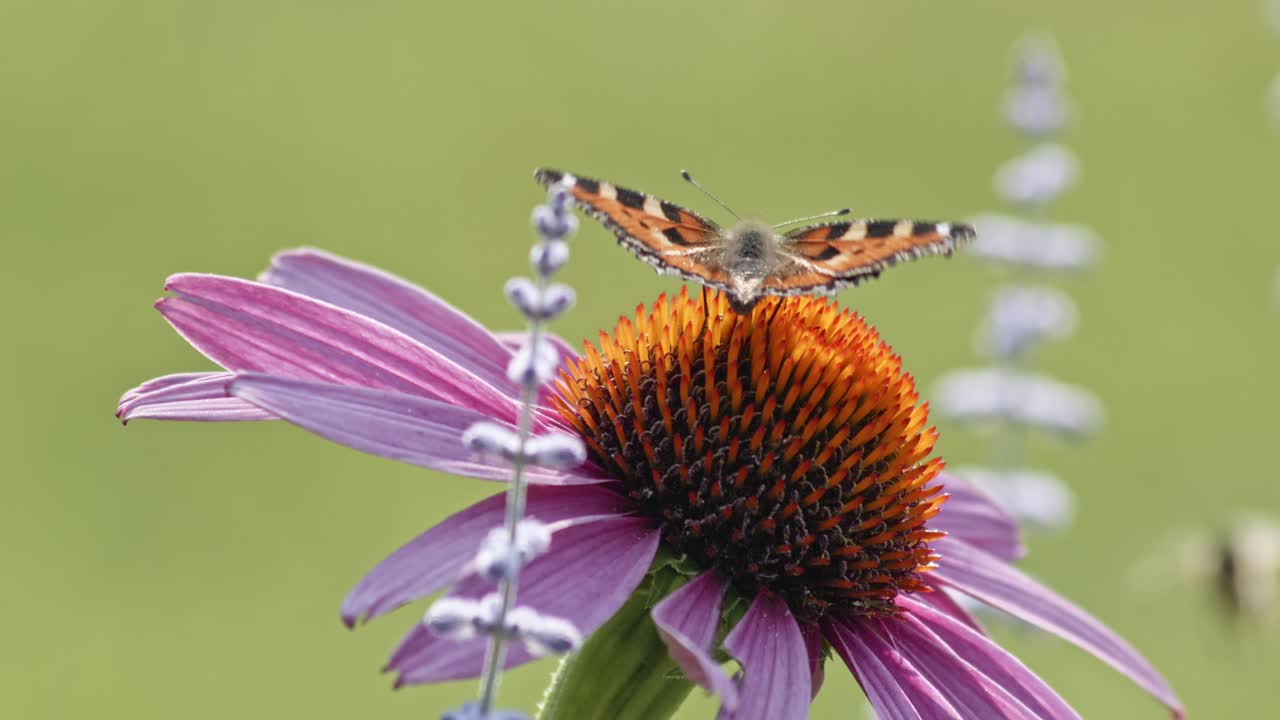 pequeña mariposa de carey abriendo alas en coneflower púrpura - macro-1