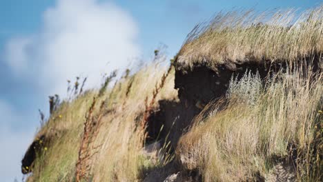 wind sways the tall grass on the coastal dunes