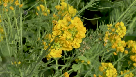 Yellow-Nanohana-Flowers-Blowing-in-the-Breeze