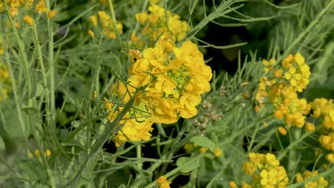 flores amarillas de nanohana que soplan en la brisa