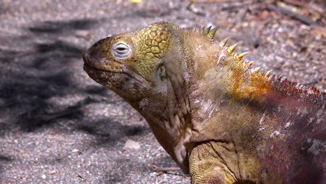 Eine-Landleguan-Rieseneidechse-Auf-Den-Galapagos-Inseln-1