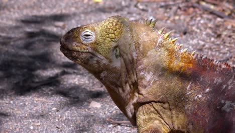 un lagarto gigante iguana terrestre en las islas galápagos 1