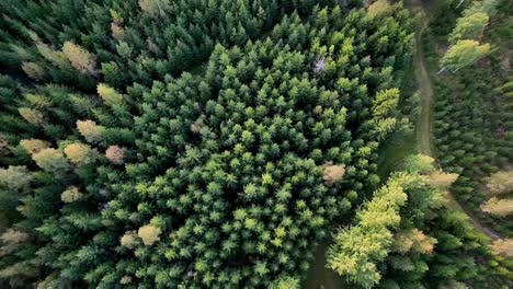 Bosque-Verde-Desde-La-Vista-De-Pájaros