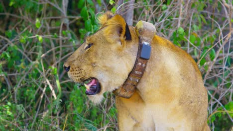 gps collar on endangered lioness to stop poaching in africa