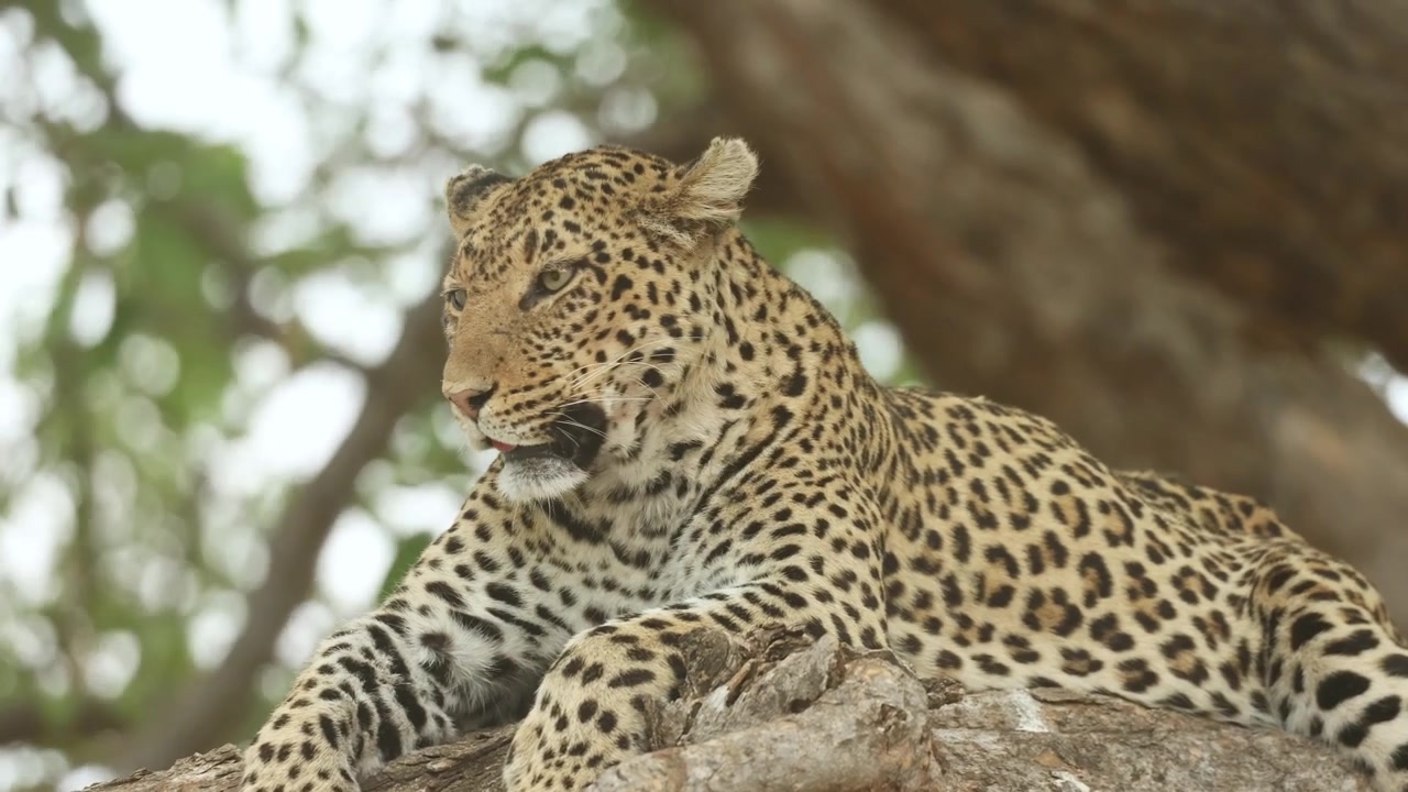 Closeup of a female leopard lies peacefully on a huge branch scanning her surroundings as the tree sways gently in the wind in Mashatu Game Reserve, Botswana.
