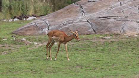 slow motion shot if wild impala walking on grass field in africa