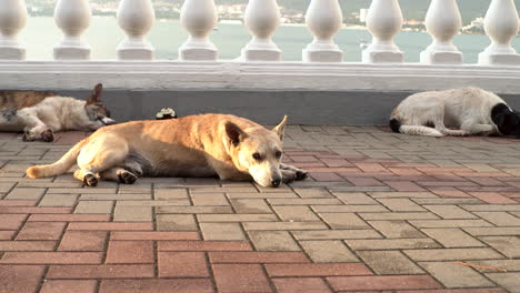 stray dogs resting on a balcony