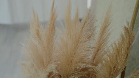 Close-up-of-beige-pampas-grass-plumes-against-a-soft,-neutral-background