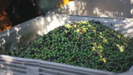 olives harvest