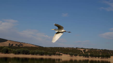 white egret in flight over lake and hills