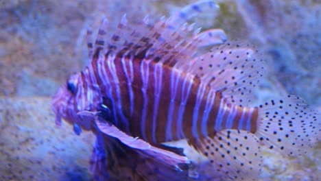 peces de acuario en el agua de cerca