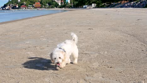 dogs are running and barking on the beach.