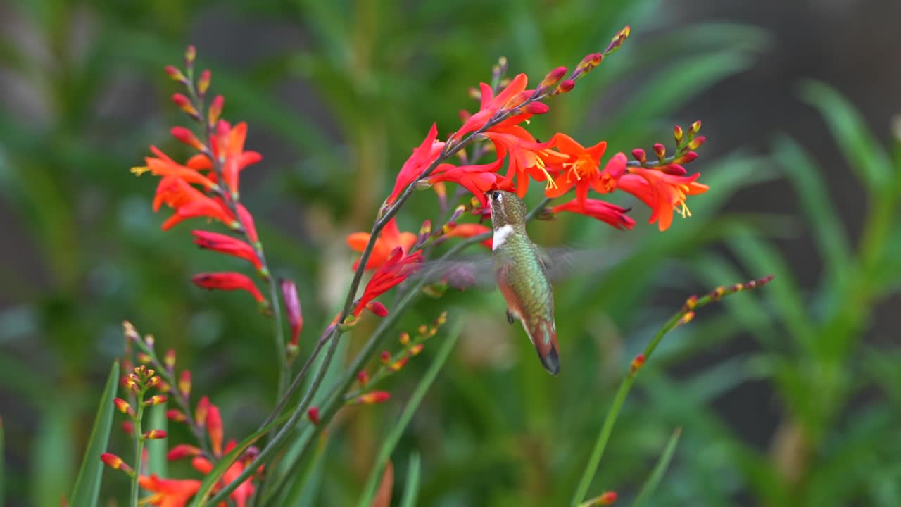 콜리버드가 크로스코스미아 식물 주위를 날아다닙니다.