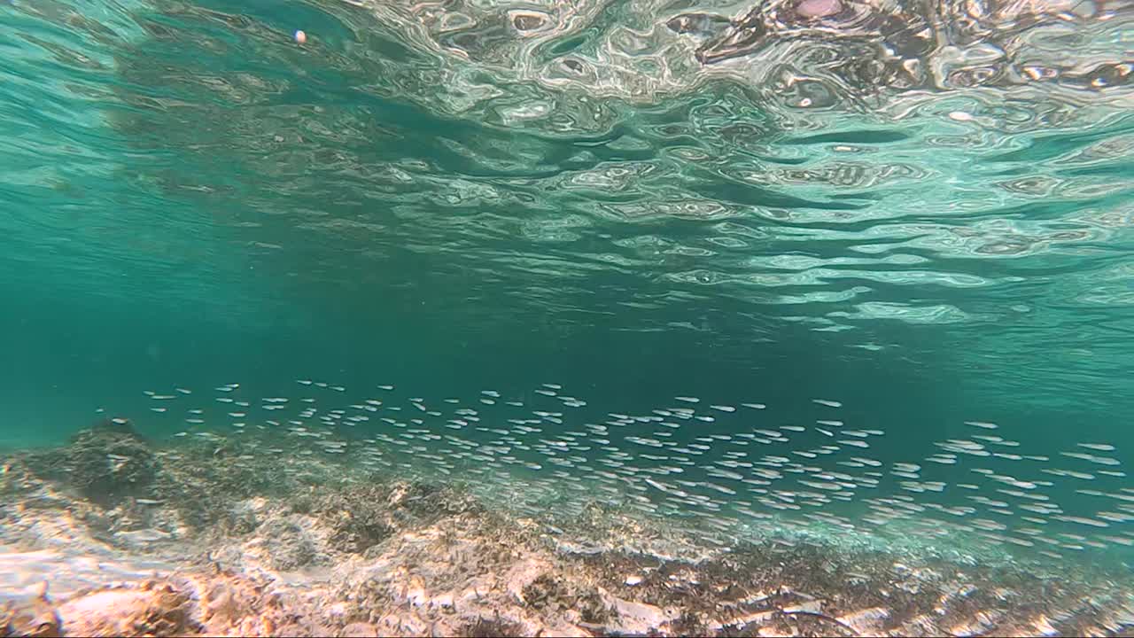 Underwater seabed with cristal clear water and school of fish over rocks
