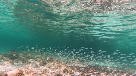 underwater seabed with cristal clear water and school of fish over rocks