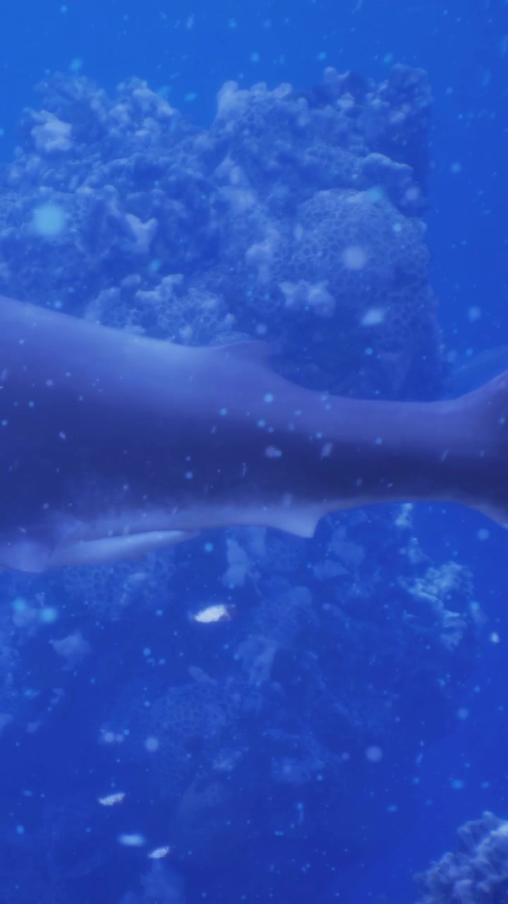 Tubarão grande nada perto de um recife de coral em águas oceânicas azul-profundo.
