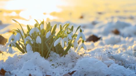 a bunch of snowdrops are growing out of the snow