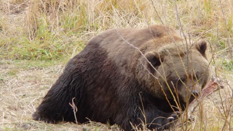 a large alaska grizzly bear brown bear chews on a bone from a recent meal