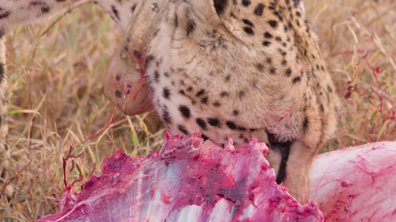 Extreme close up shot of a collared cheetah's head gnawing on a kill