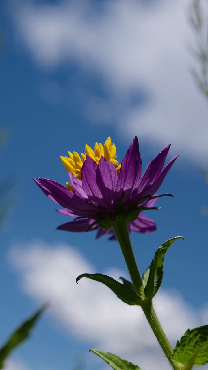 Low-angle video frame of a vibrant purple flower in a lush green meadow, with a blurred background