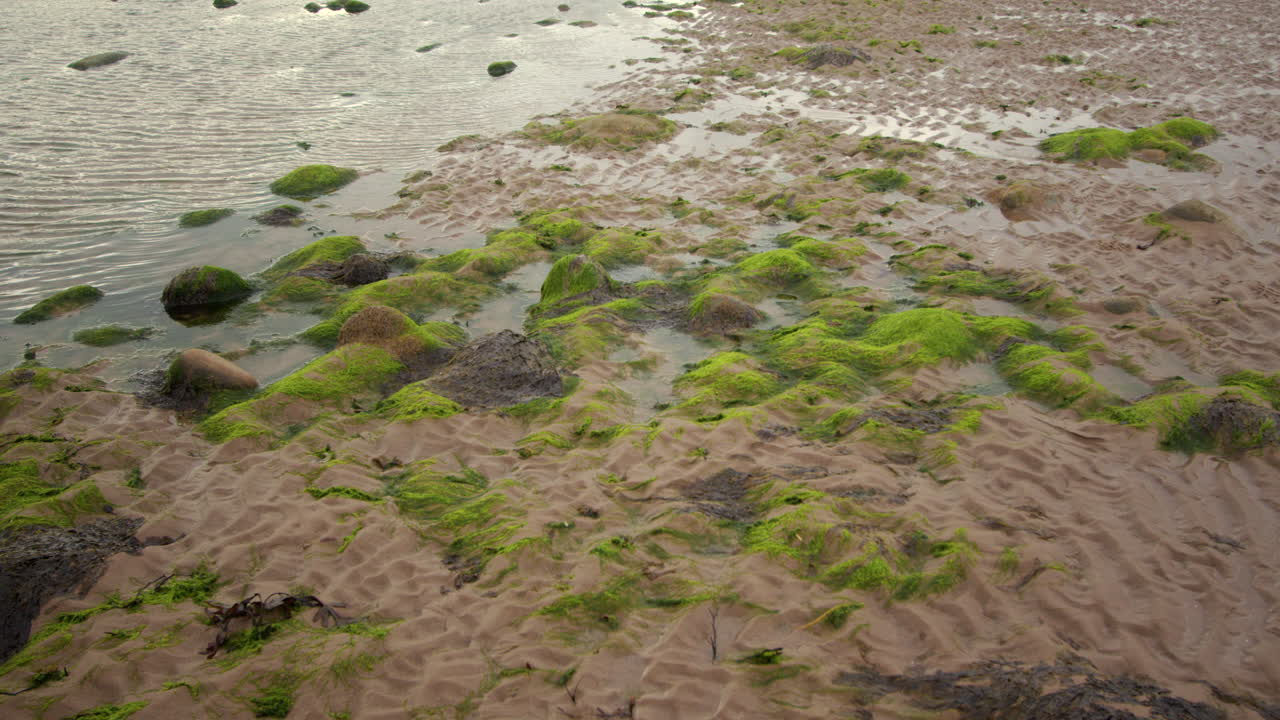 mid shot of seaweed and rocks on Saint bees beach. West lake district
