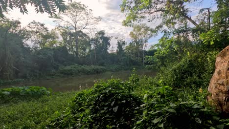 la revelación progresiva de una escena de bosque tranquilo.