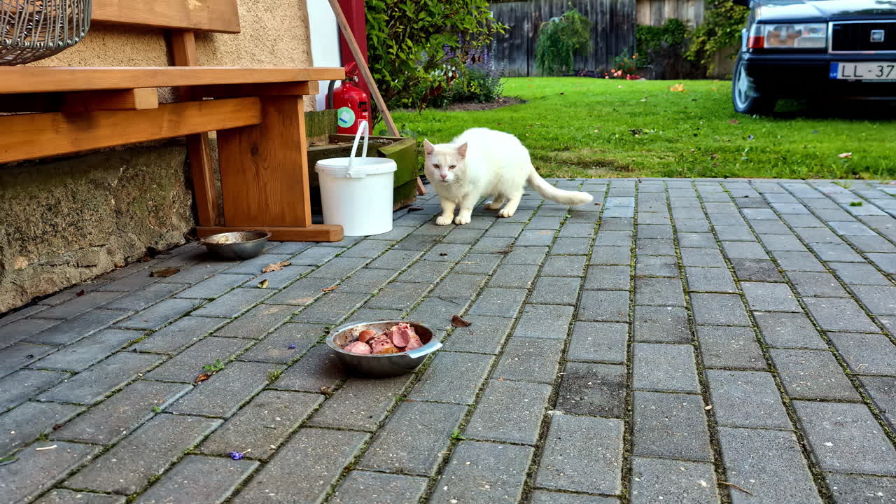 White Cat Eating in a Backyard