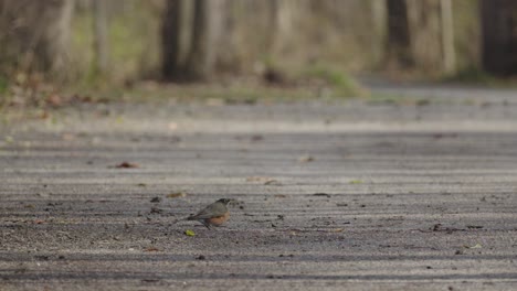 Un-Par-De-Petirrojos-Americanos-Juveniles-Forrajeando-En-Un-Sendero-De-Grava-Y-Volando-En-El-Bosque-De-Otoño