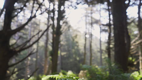 cacerola lenta hasta un exuberante helecho en el bosque